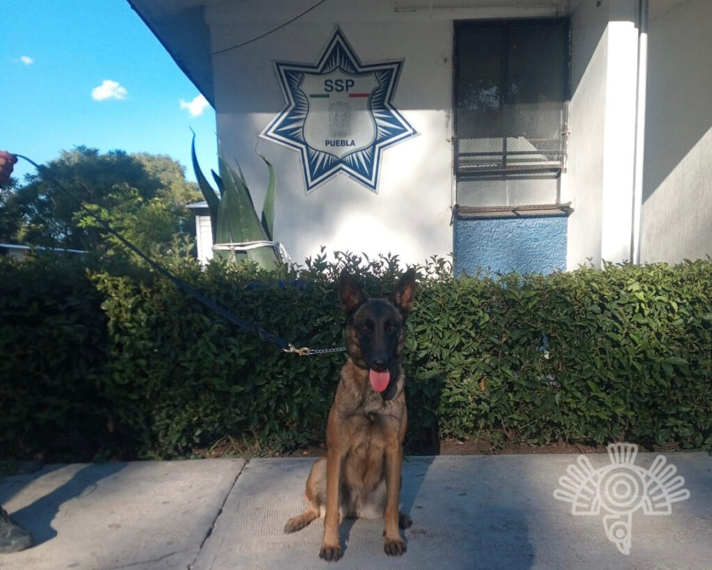 perros policías, Cereso de San Miguel, SSP, droga