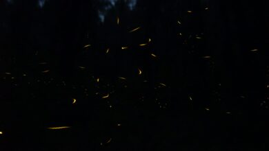 Azumiatla, Puebla, Eduardo Rivera, Ayuntamiento, Construyendo Contigo