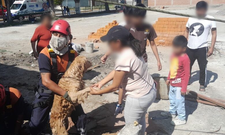 Bomberos, San Andrés Cholula, rescate, perritos