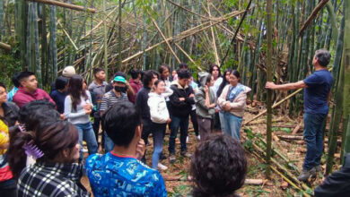 UDLAP, Arquitectura, Cuetzalan, proyecto con bambú