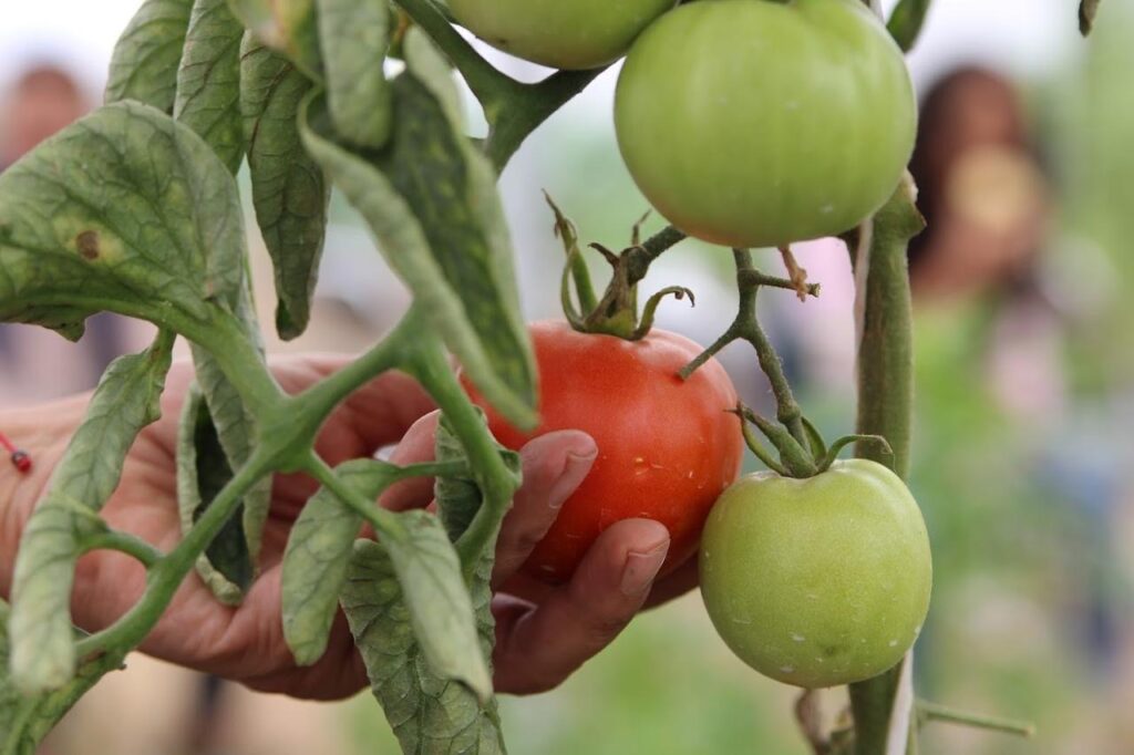 Ayuntamiento de Puebla, curso agroecológico