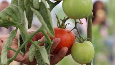 Ayuntamiento de Puebla, curso agroecológico