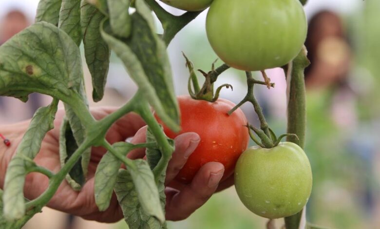 Ayuntamiento de Puebla, curso agroecológico