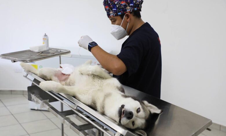 Semana del Bienestar Animal, Ayuntamiento de Puebla, Adán Domínguez Sánchez