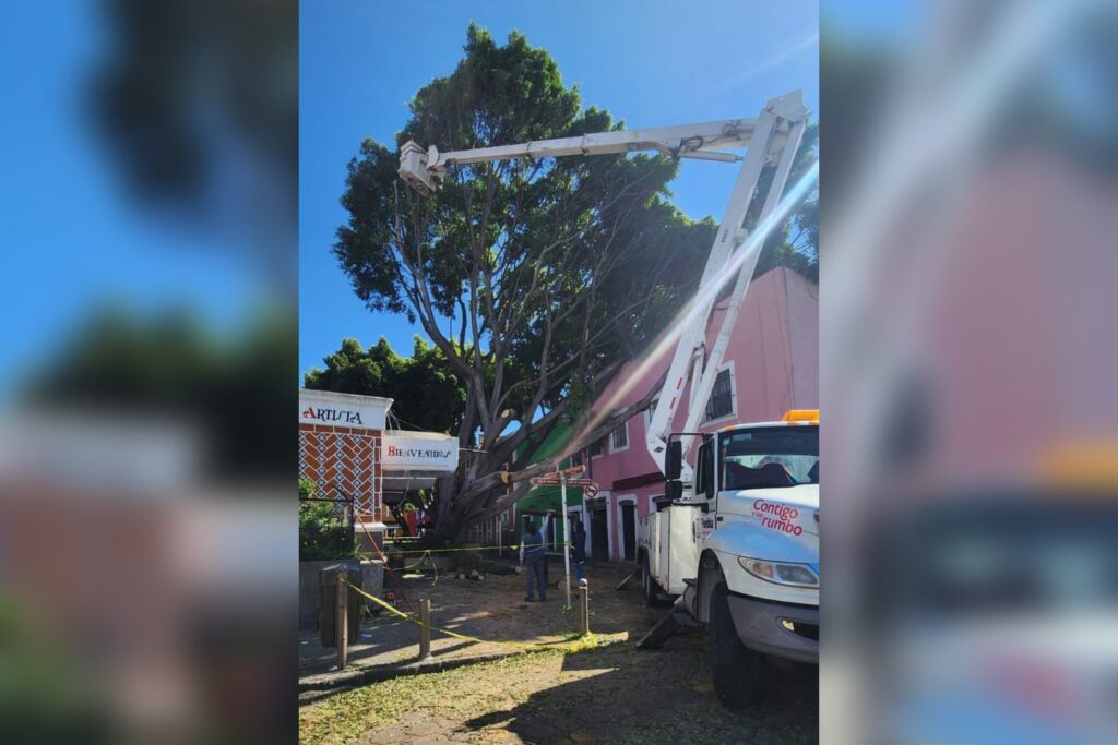 Árbol, Barrio del Artista, caída, Ayuntamiento de Puebla, retiro, daños