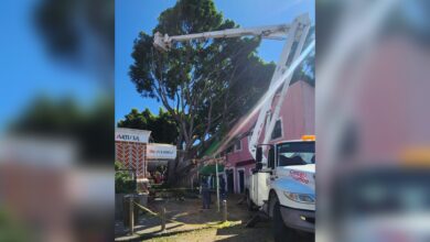 Árbol, Barrio del Artista, caída, Ayuntamiento de Puebla, retiro, daños