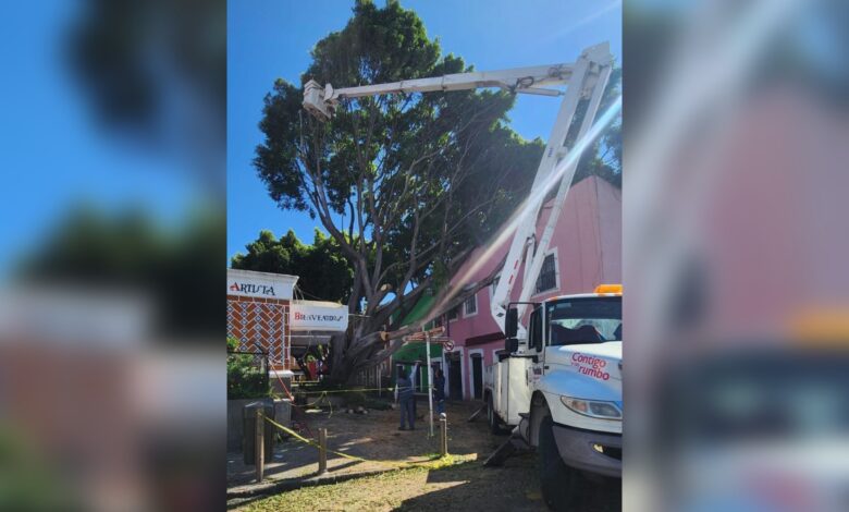 Árbol, Barrio del Artista, caída, Ayuntamiento de Puebla, retiro, daños