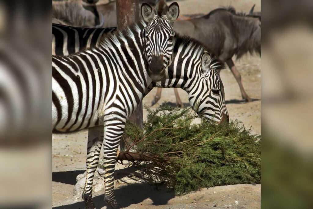 reciclaje, árboles de Navidad, Africam, Arboterra, Gobierno de la Ciudad