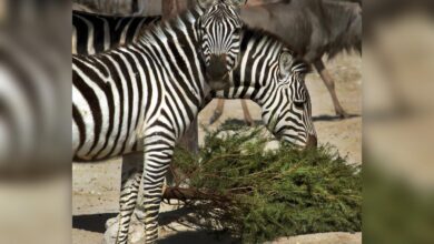 reciclaje, árboles de Navidad, Africam, Arboterra, Gobierno de la Ciudad