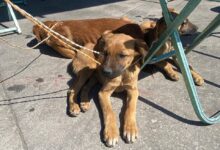 Gobierno de la Ciudad, Jornada de Bienestar Animal, San Miguel Canoa