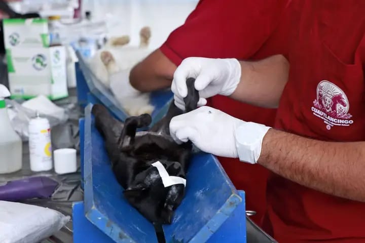 jornadas de esterilización, Cuautlancingo, Centro de Bienestar Animal, Omar Muñoz