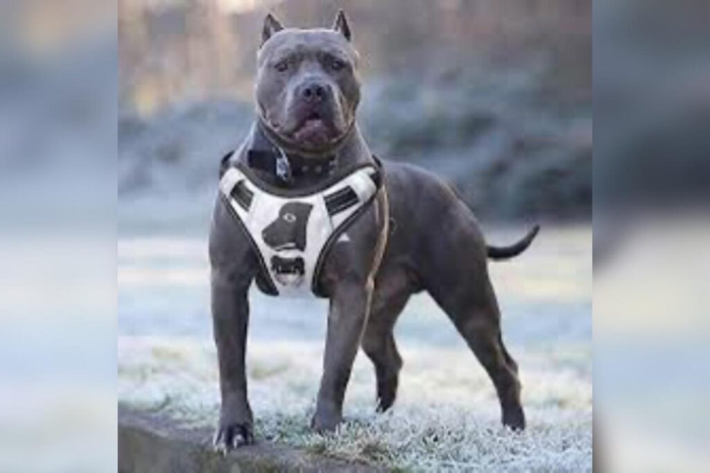 ataque, pitbull, Zacatlán, Ayuntamiento, lesionado