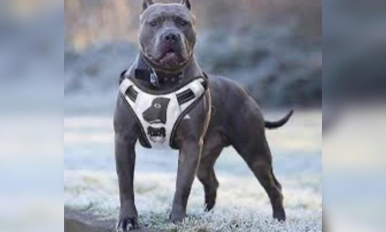 ataque, pitbull, Zacatlán, Ayuntamiento, lesionado