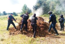 Policía Forestal, hornos clandestinos, San Miguel Canoa, SSP