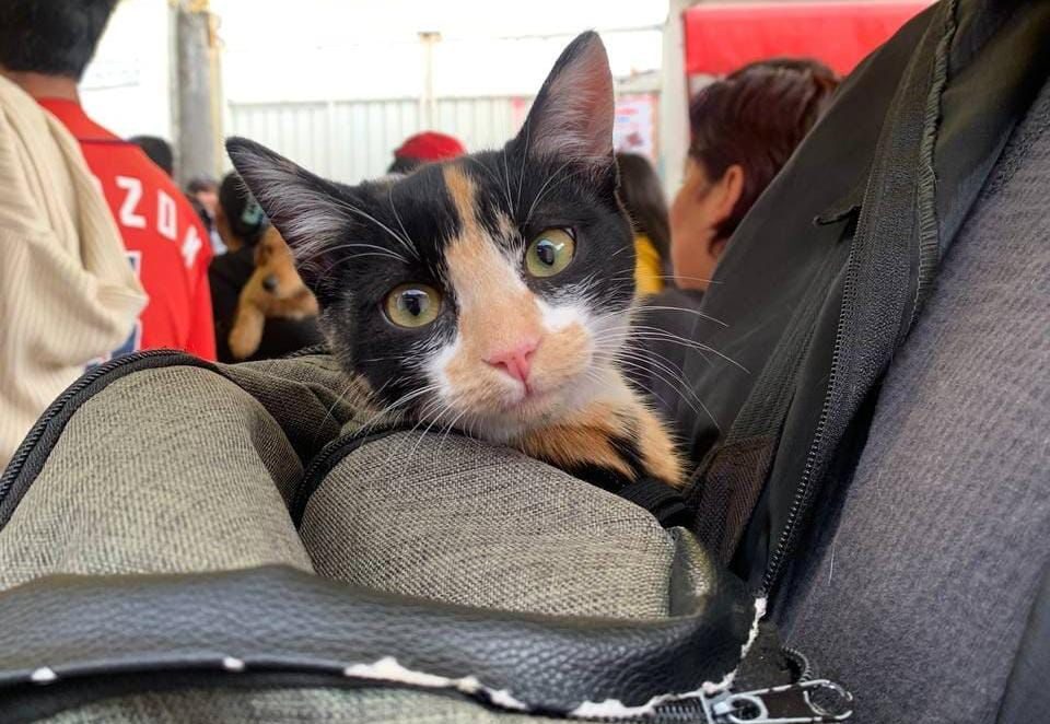 Gobierno de la Ciudad, Pepe Chedraui, Jornadas Gratuitas de Bienestar Animal