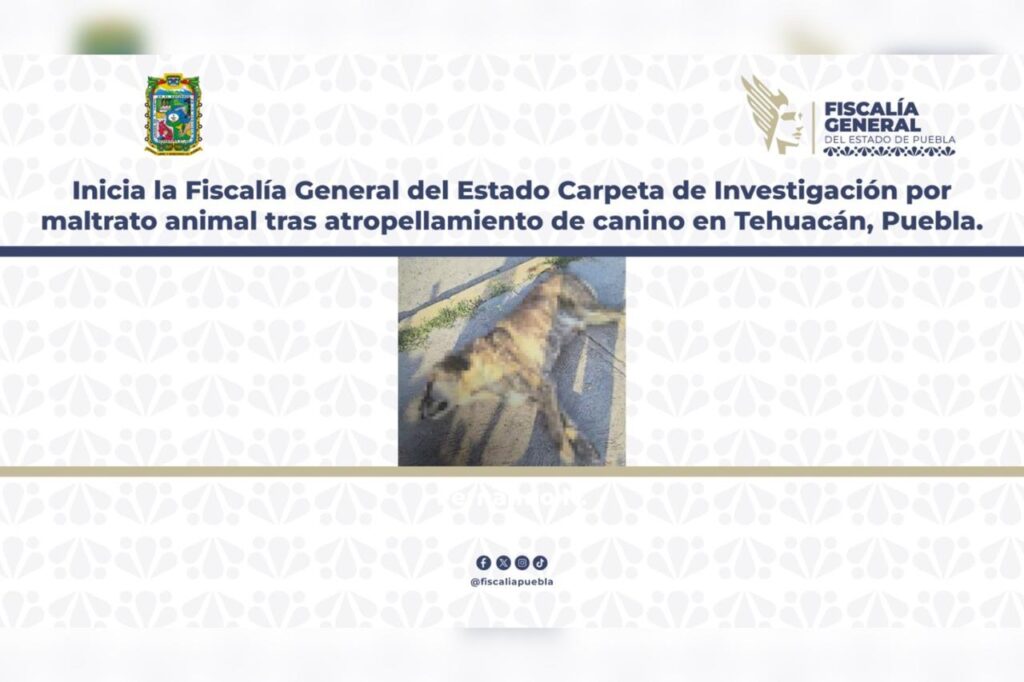 atropellamiento, Tehuacán, Tiger, maltrato animal, FGE, investigación