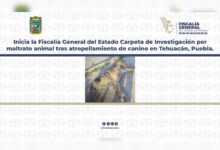 atropellamiento, Tehuacán, Tiger, maltrato animal, FGE, investigación