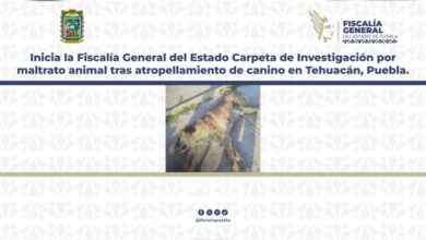 atropellamiento, Tehuacán, Tiger, maltrato animal, FGE, investigación