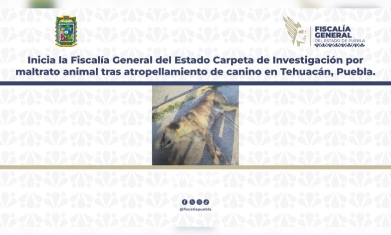 atropellamiento, Tehuacán, Tiger, maltrato animal, FGE, investigación
