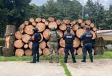 operativo, SSP, madera, Eloxochitlán, Tlaxcala, tala clandestina