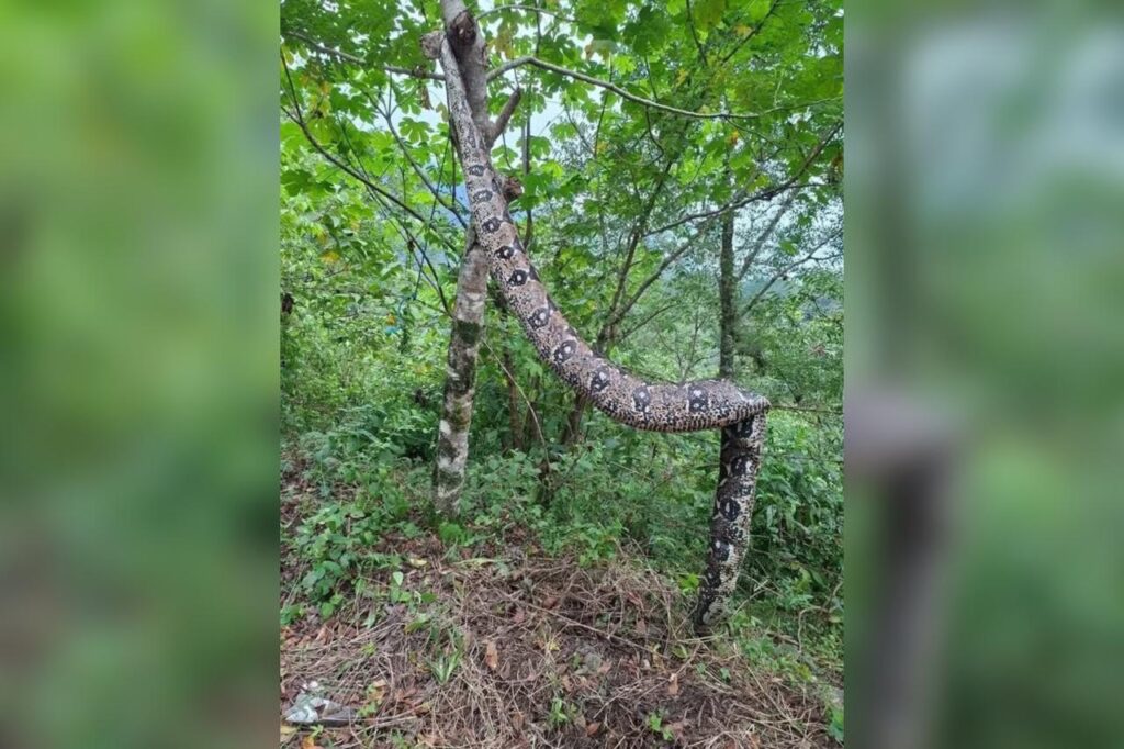 boa, Zapotitlán de Méndez, Bienestar Animal, lluvias