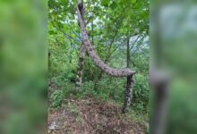 boa, Zapotitlán de Méndez, Bienestar Animal, lluvias
