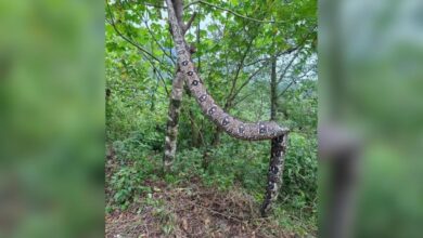 boa, Zapotitlán de Méndez, Bienestar Animal, lluvias