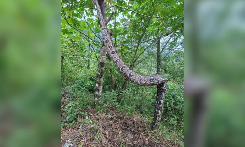 boa, Zapotitlán de Méndez, Bienestar Animal, lluvias