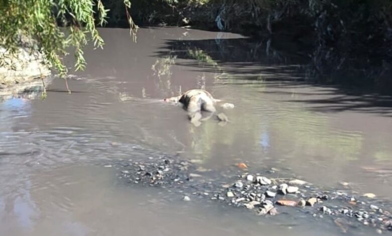cadáver, río Alseseca, San Francisco Totimehuacán