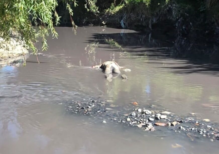 cadáver, río Alseseca, San Francisco Totimehuacán