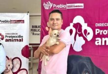 Gobierno de la Ciudad, bienestar animal, Pepe Chedraui