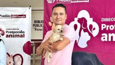 Gobierno de la Ciudad, bienestar animal, Pepe Chedraui