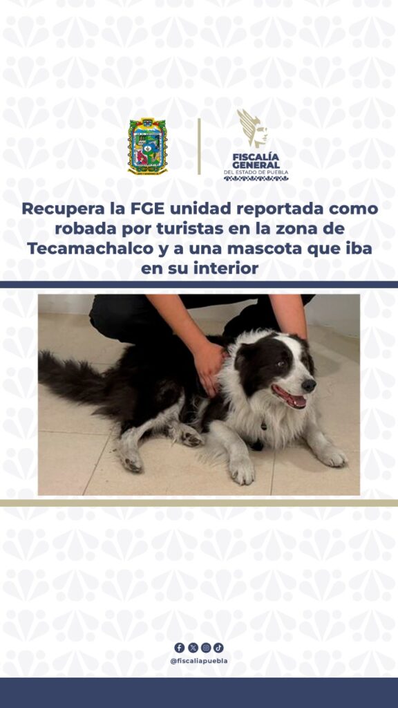 FGE, vehículo robado, turistas, Puebla-Orizaba, Tecamachalco, mascota