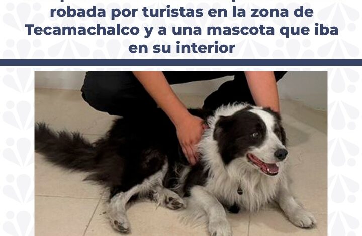 FGE, vehículo robado, turistas, Puebla-Orizaba, Tecamachalco, mascota