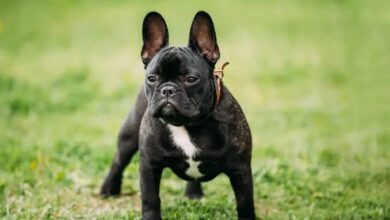 robo a casa habitación, colonia Del Valle, SSC, perros de raza, FGE, investigaciones