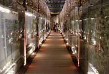 Gobierno de la Ciudad, Puente de Bubas, Pasaje Histórico 5 de Mayo, mantenimiento, Pepe Chedraui