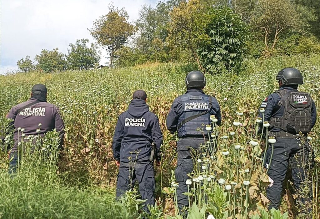 Zoquitlán, SSP, Policía Estatal, amapola