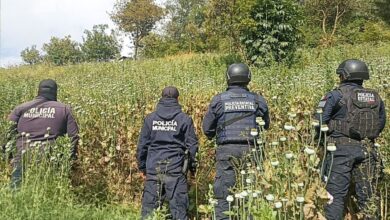 Zoquitlán, SSP, Policía Estatal, amapola