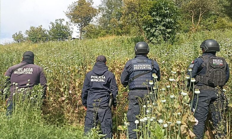 Zoquitlán, SSP, Policía Estatal, amapola