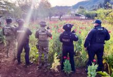 SSP, Semar, patrullaje aéreo, plantío de amapola, Atempan, opio, heroína