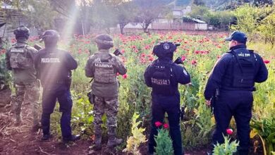 SSP, Semar, patrullaje aéreo, plantío de amapola, Atempan, opio, heroína