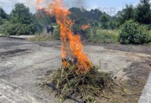 FGR, destrucción, marihuana, amapola, investigaciones