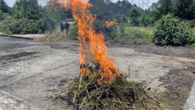 FGR, destrucción, marihuana, amapola, investigaciones