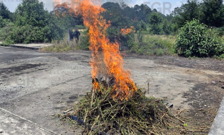 FGR, destrucción, marihuana, amapola, investigaciones