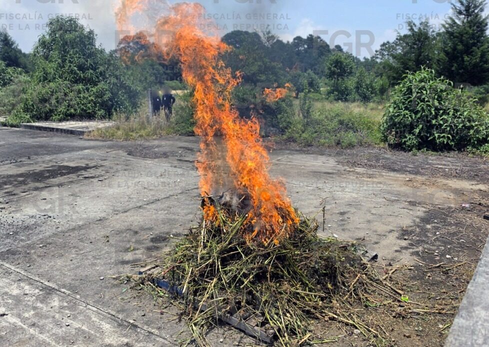 FGR, destrucción, marihuana, amapola, investigaciones