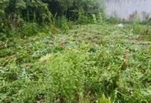 cultivos, amapola, marihuana, Atempan, SSP