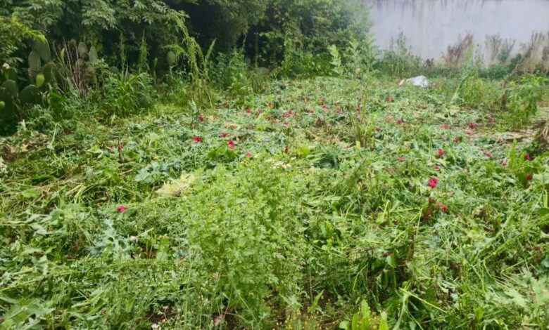 cultivos, amapola, marihuana, Atempan, SSP