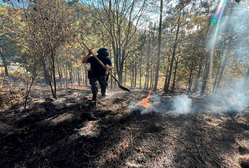 SSP, delitos ambientales, Policía Forestal, detenido, tala ilegal, hornos