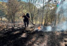 SSP, delitos ambientales, Policía Forestal, detenido, tala ilegal, hornos