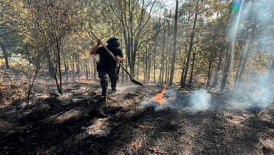SSP, delitos ambientales, Policía Forestal, detenido, tala ilegal, hornos